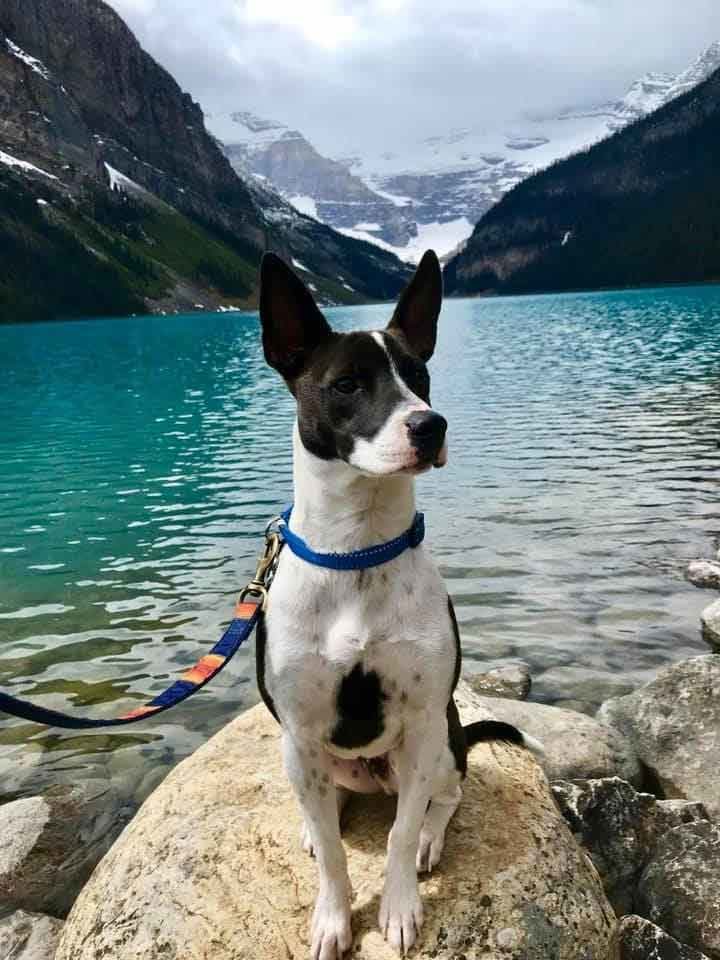 Photo of Dog at the Lake