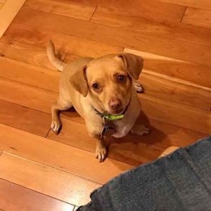 Photo of begging dog