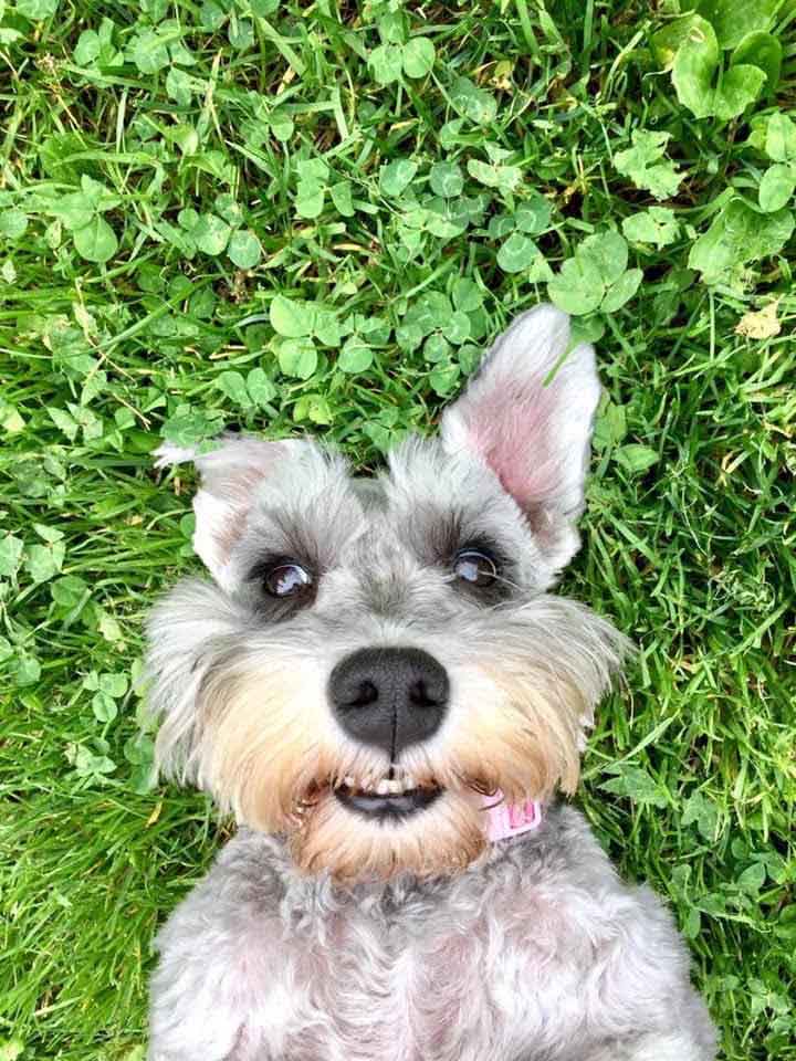 Photo of Dog in the Grass